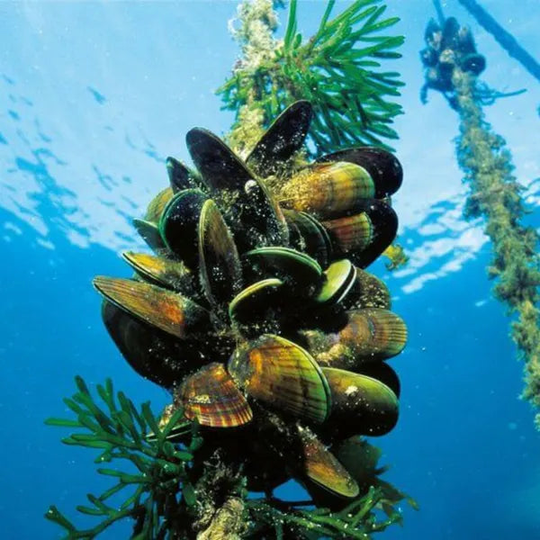 Why New Zealand Green Lipped Mussel is incredibly powerful